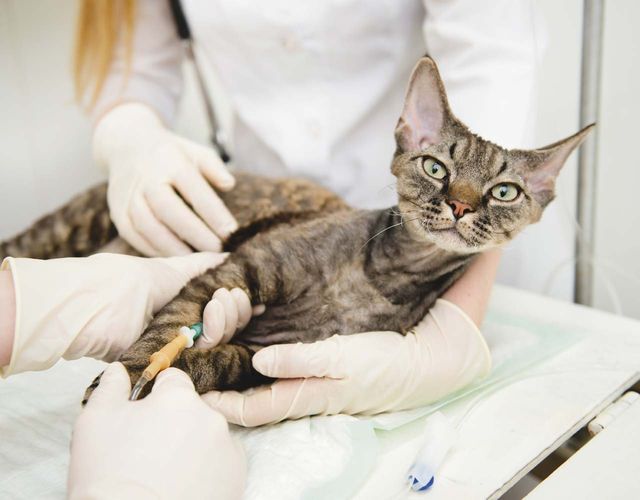 Анестезия для вашей кошки 