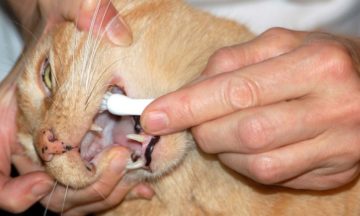 чистка зубов у кошки