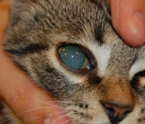 глаукома у кота