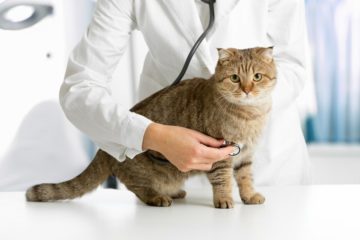кошка у врача