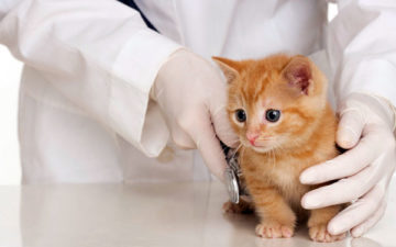 котенок у ветеринара