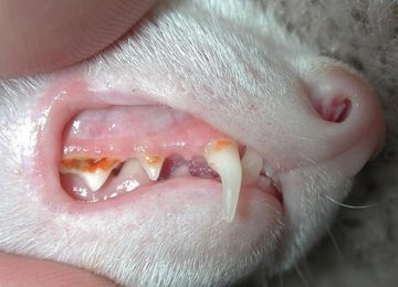 налет на зубах у кошки