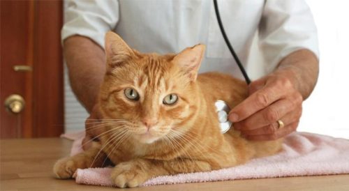 ветеринар слушает кота