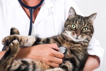 врач держит кота на руках