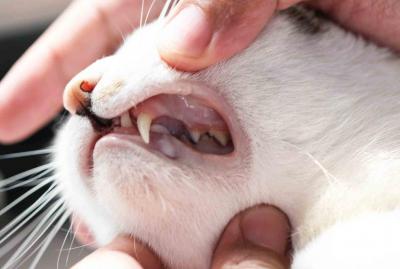кошачьи зубы