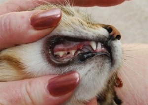 зубной камень у кошки