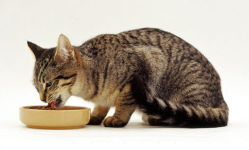 кошка ест из миски