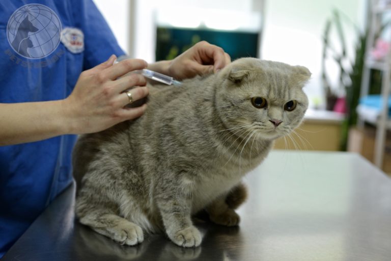 Прививка кошке от чумки: когда делать, может ли заболеть привитое животное