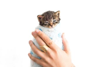 котенок завернутый в полотенце