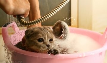 купание кошки