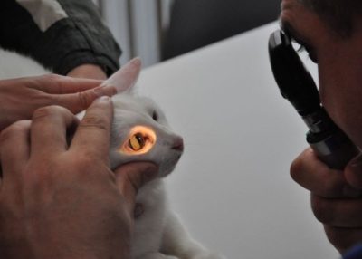 осмотр глаз у кошек