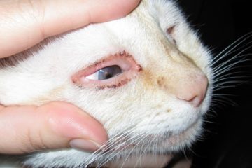 выделения из глаз у кошки