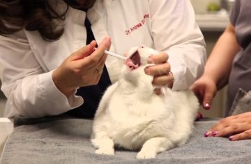 врач дает кошкам лекарство