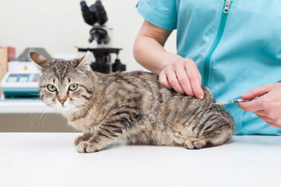 Вакцина от чумы для кошек