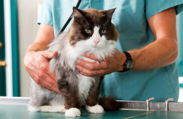 врач осматривает кошку