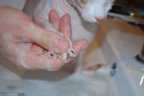 Купание белой кошки в шампуне от блох