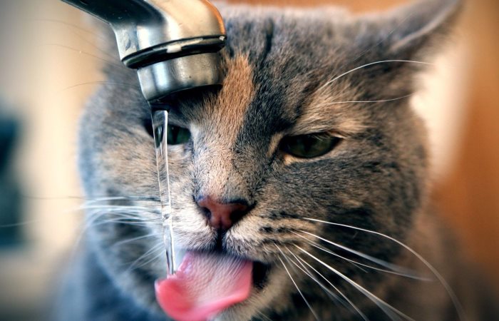Кот пьет мало воды: что делать