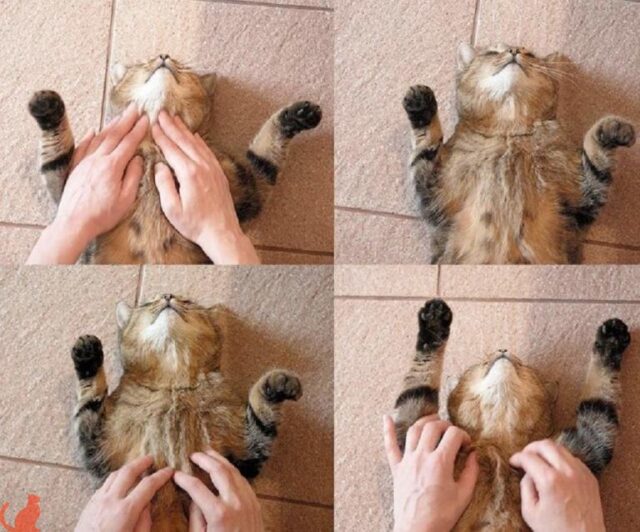 Нужно ли делать кошке легкий массаж от запора