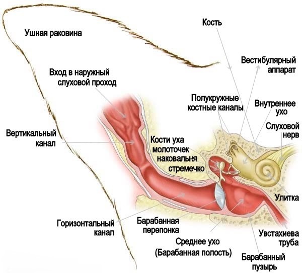 Схема кошачьего уха