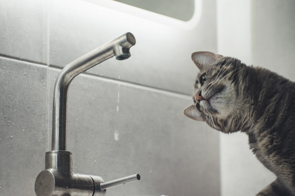 Что влияет на количество потребляемой кошкой воды в сутки