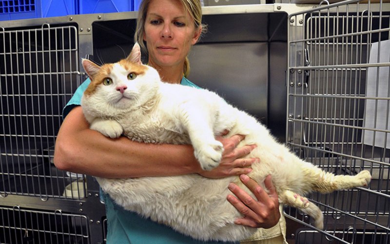 Кот с ожирением