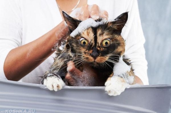 Купание испуганного кота шампунем от блох