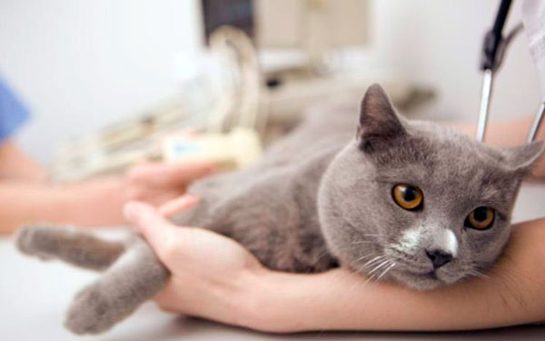 лечение поноса у кошки