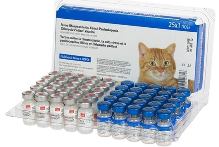 Ампулы с вакциной для кошек