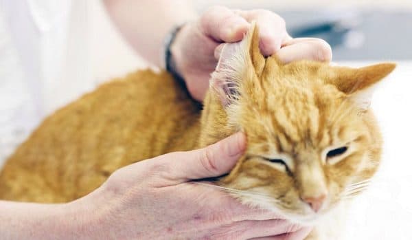 Особые указания при лечении уха кошке
