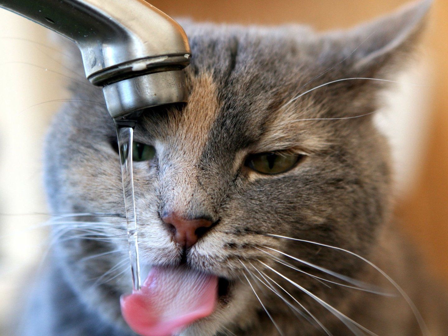 У кошек часто возникает привычка пить воду из под крана