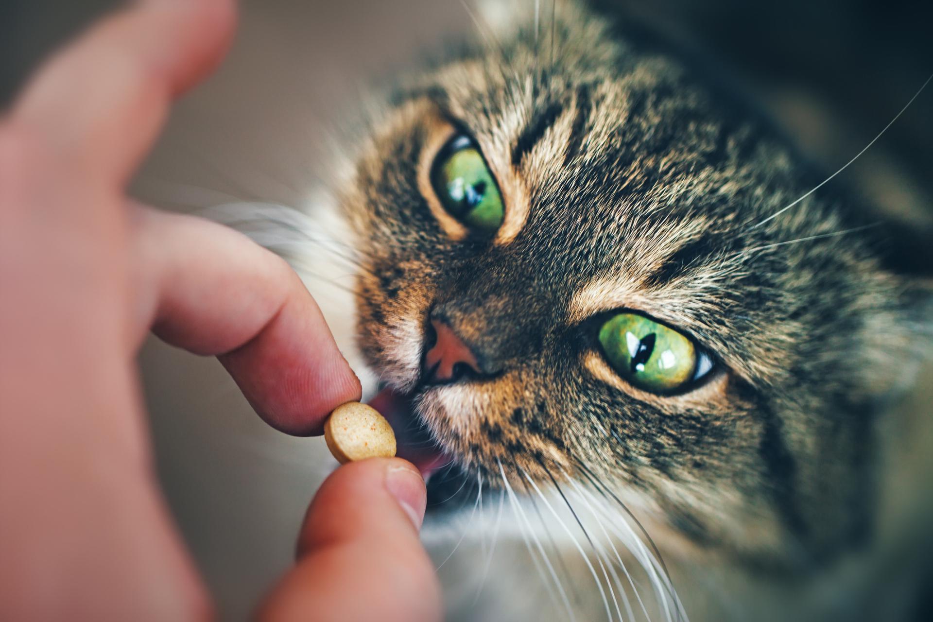 Таурин для кошек в витаминах